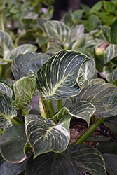 Prismacolor Birkin Philodendron (Philodendron 'Birkin') at Green Haven Garden Centre