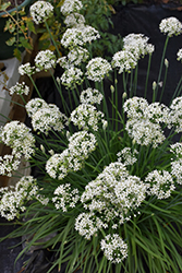 Garlic Chives (Allium tuberosum) at Green Haven Garden Centre