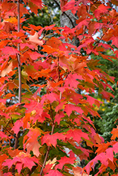Inferno Sugar Maple (Acer saccharum 'Jeferno') at Green Haven Garden Centre
