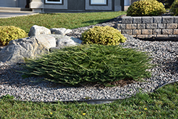 Calgary Carpet Juniper (Juniperus sabina 'Calgary Carpet') at Green Haven Garden Centre