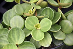 Peperomia (Peperomia 'Hope') at Green Haven Garden Centre