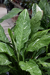 Domino Peace Lily (Spathiphyllum 'Domino') at Green Haven Garden Centre