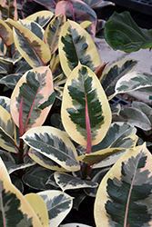 Chroma Tineke Rubber Plant (Ficus elastica 'Tineke') at Green Haven Garden Centre