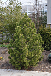 Tannenbaum Mugo Pine (Pinus mugo 'Tannenbaum') at Green Haven Garden Centre