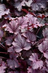 Little Cuties Sugar Berry Coral Bells (Heuchera 'Sugar Berry') at Green Haven Garden Centre