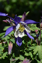 Kirigami Deep Blue and White Columbine (Aquilegia caerulea 'Kirigami Deep Blue and White') at Green Haven Garden Centre