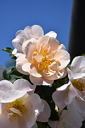 Above And Beyond Rose (Rosa 'ZLEeltonStrack') at Green Haven Garden Centre