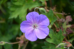 Rozanne Cranesbill (Geranium 'Rozanne') at Green Haven Garden Centre