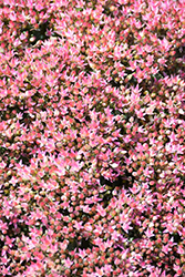 Rock 'N Grow Pride and Joy Stonecrop (Sedum 'Pride and Joy') at Green Haven Garden Centre