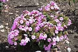 Garden Girls Uptown Girl Garden Phlox (Phlox paniculata 'Uptown Girl') at Green Haven Garden Centre