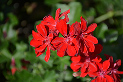 Ivy Leage Red Ivy Leaf Geranium (Pelargonium peltatum 'Ivy League Red') at Green Haven Garden Centre