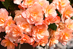Solenia Apricot Begonia (Begonia x hiemalis 'Solenia Apricot') at Green Haven Garden Centre