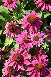 PowWow Wild Berry Coneflower (Echinacea purpurea 'PowWow Wild Berry') at Green Haven Garden Centre