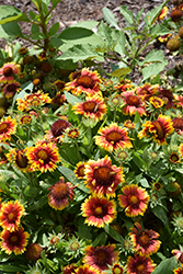 Arizona Sun Blanket Flower (Gaillardia x grandiflora 'Arizona Sun') at Green Haven Garden Centre