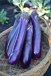 Hansel Eggplant (Solanum melongena 'Hansel') at Green Haven Garden Centre