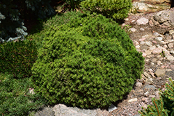Mops Mugo Pine (Pinus mugo 'Mops') at Green Haven Garden Centre
