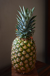 Pineapple (Ananas comosus) at Green Haven Garden Centre