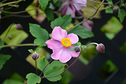 Grapeleaf Anemone (Anemone tomentosa 'Robustissima') at Green Haven Garden Centre