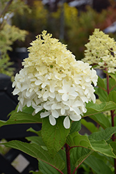 Limelight Prime Hydrangea (Hydrangea paniculata 'SMNHPPH') at Green Haven Garden Centre