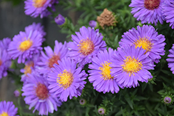Woods Purple Aster (Symphyotrichum 'Woods Purple') at Green Haven Garden Centre