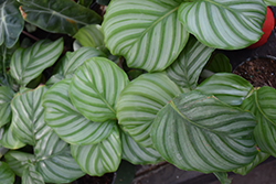 Color Full Orbifolia Prayer Plant (Calathea orbifolia) at Green Haven Garden Centre