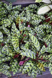 Rattlesnake Plant (Calathea lancifolia) at Green Haven Garden Centre