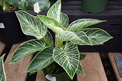 Prismacolor Birkin Philodendron (Philodendron 'Birkin') at Green Haven Garden Centre