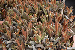 Chocolate Soldier Panda Plant (Kalanchoe tomentosa 'Chocolate Soldier') at Green Haven Garden Centre