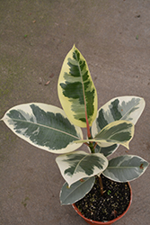 Chroma Tineke Rubber Plant (Ficus elastica 'Tineke') at Green Haven Garden Centre