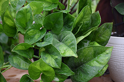 Golden Pothos (Epipremnum aureum 'Golden') at Green Haven Garden Centre