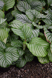 Color Full Orbifolia Prayer Plant (Calathea orbifolia) at Green Haven Garden Centre