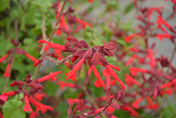 Roman Red Salvia (Salvia 'Roman Red') at Green Haven Garden Centre