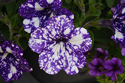 Headliner Night Sky Petunia (Petunia 'KLEPH15313') at Green Haven Garden Centre