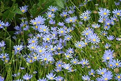 Blue Daisy (Felicia amelloides) at Green Haven Garden Centre