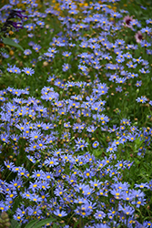 Blue Daisy (Felicia amelloides) at Green Haven Garden Centre
