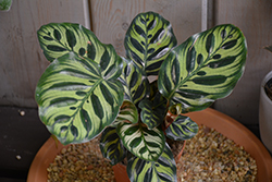 Peacock Plant (Calathea makoyana) at Green Haven Garden Centre