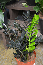 Raven ZZ Plant (Zamioculcas zamiifolia 'Dowon') at Green Haven Garden Centre