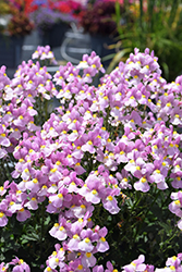Aromance&reg Pink Nemesia (Nemesia 'INNEMAROPI') at Green Haven Garden Centre
