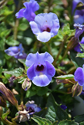 Summer Wave Large Blue Torenia (Torenia 'Summer Wave Large Blue') at Green Haven Garden Centre