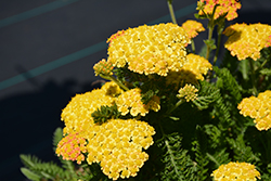 Skysail Yellow Yarrow (Achillea millefolium 'Skysail Yellow') at Green Haven Garden Centre
