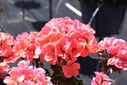 Tango Salmon Geranium (Pelargonium 'Tango Salmon') at Green Haven Garden Centre