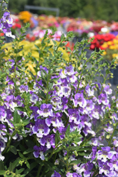 Angelface Wedgwood Blue Angelonia (Angelonia angustifolia 'Angelface Wedgwood Blue') at Green Haven Garden Centre
