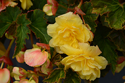 Illumination Lemon Begonia (Begonia 'Illumination Lemon') at Green Haven Garden Centre