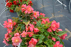 Nonstop Joy Rose Picotee Begonia (Begonia 'Nonstop Joy Rose Picotee') at Green Haven Garden Centre