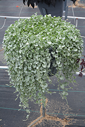 Silver Falls Dichondra (Dichondra argentea 'Silver Falls') at Green Haven Garden Centre