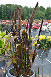 Purple Baron Millet (Pennisetum 'Purple Baron') at Green Haven Garden Centre