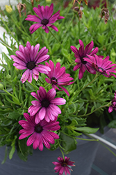 Bright Lights Purple African Daisy (Osteospermum 'Bright Lights Purple') at Green Haven Garden Centre