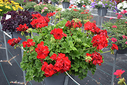 Boldly Dark Red Geranium (Pelargonium 'Boldly Dark Red') at Green Haven Garden Centre