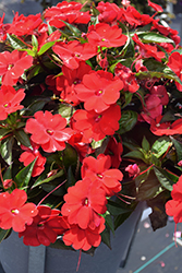 SunPatiens Compact Red New Guinea Impatiens (Impatiens 'SakimP030') at Green Haven Garden Centre