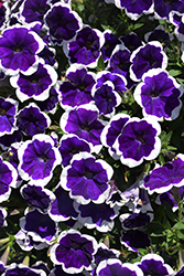 Cascadias Rim Violet Petunia (Petunia 'Cascadias Rim Violet') at Green Haven Garden Centre